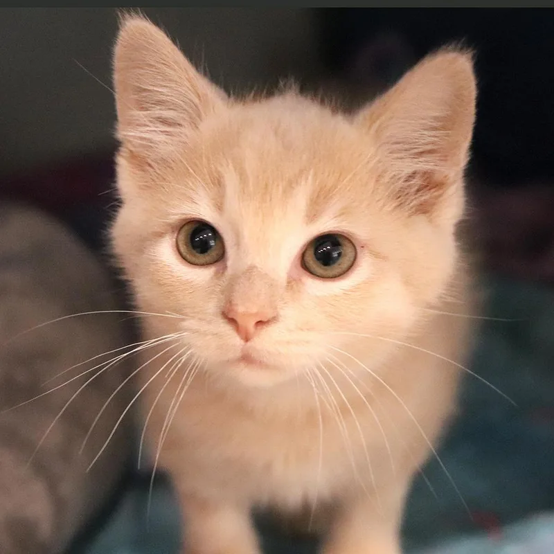 A baby small-sized male Domestic Medium Hair cat named Landry Shamet for adoption in Port Washington, NY