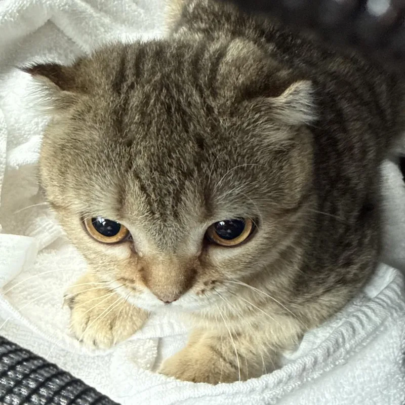 A young small-sized male Brown / Chocolate Scottish Fold cat named Miso for adoption in North Branford, CT