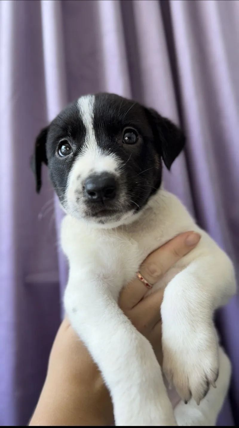A baby medium-sized female Bicolor Basenji dog named Crystal for adoption in West Hollywood, CA