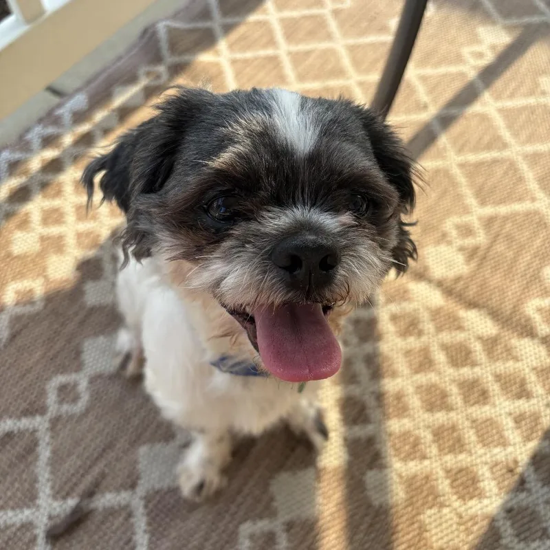 An adult small-sized male White / Cream Shih Tzu dog named Rockett for adoption in Durham, NC