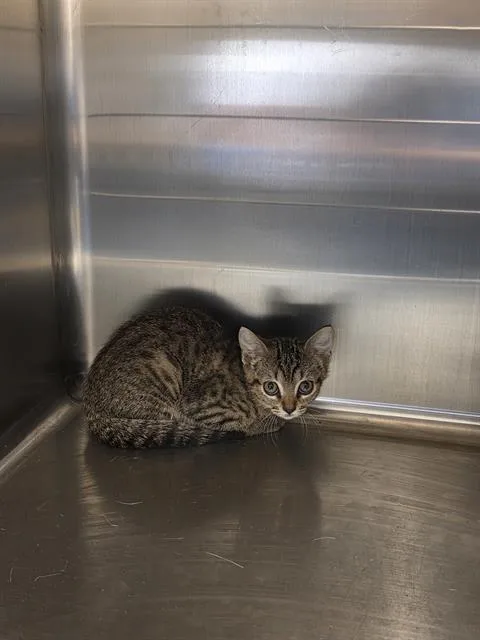 A baby medium-sized female Domestic Short Hair cat named Sarah for adoption in Houston, TX