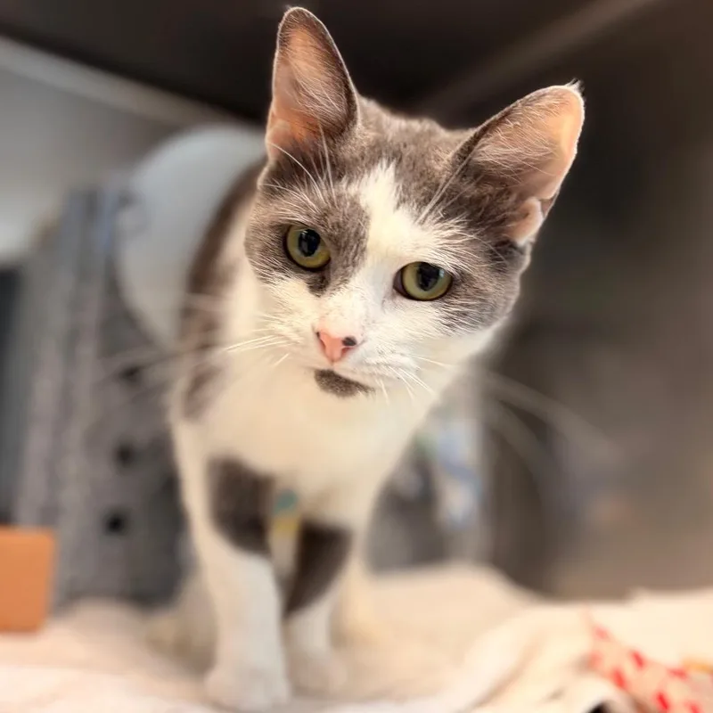 An adult medium-sized female White Domestic Short Hair cat named Splotch for adoption in Birdsboro, PA