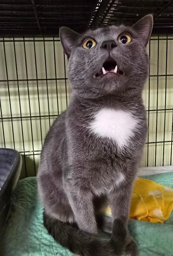 A young large-sized male Domestic Short Hair cat named Ruckus for adoption in Auburn, IN