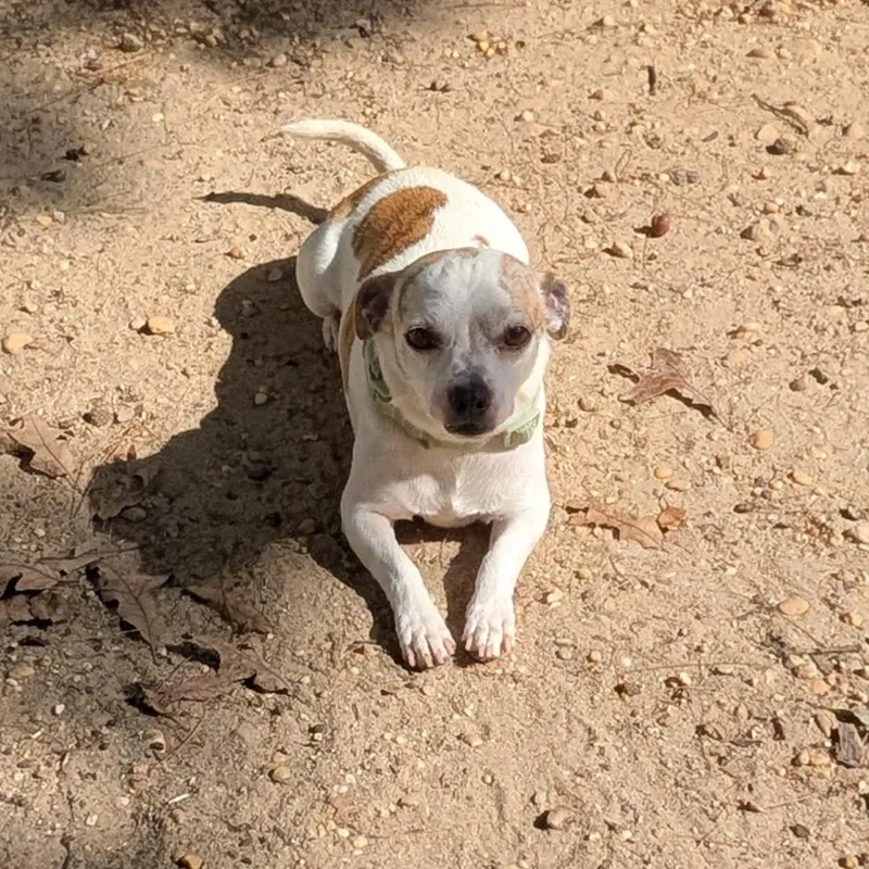 An adult small-sized male Chihuahua dog named Beau for adoption in Browns Mills, NJ
