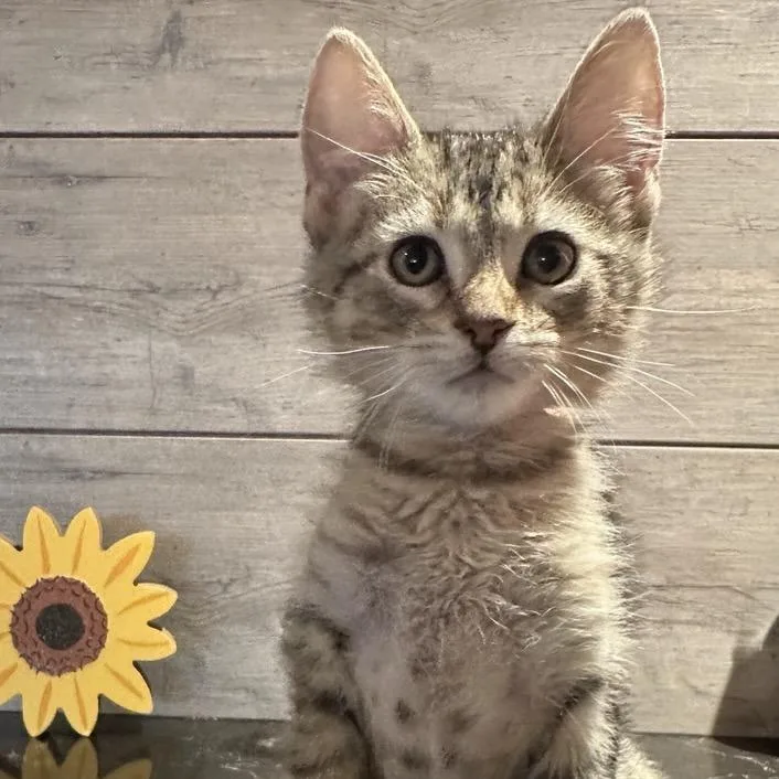 A baby small-sized male Brown / Chocolate Domestic Short Hair cat named Conner for adoption in Normal, IL