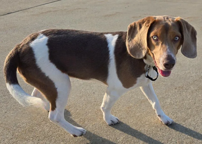 A young medium-sized male Beagle dog named Rosco for adoption in Sandusky, OH