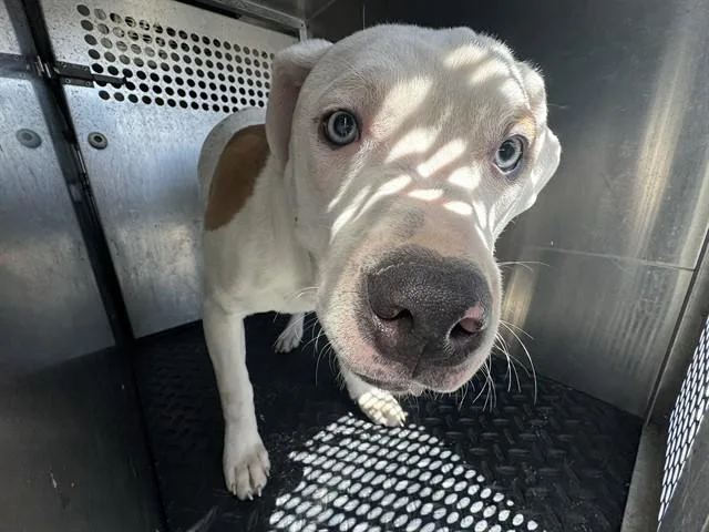 An adult medium-sized male Pit Bull Terrier dog named Mr. Worldwide for adoption in Rancho Cucamonga, CA