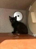 A baby small-sized female Domestic Short Hair cat named Sarah for adoption in Washington, DC