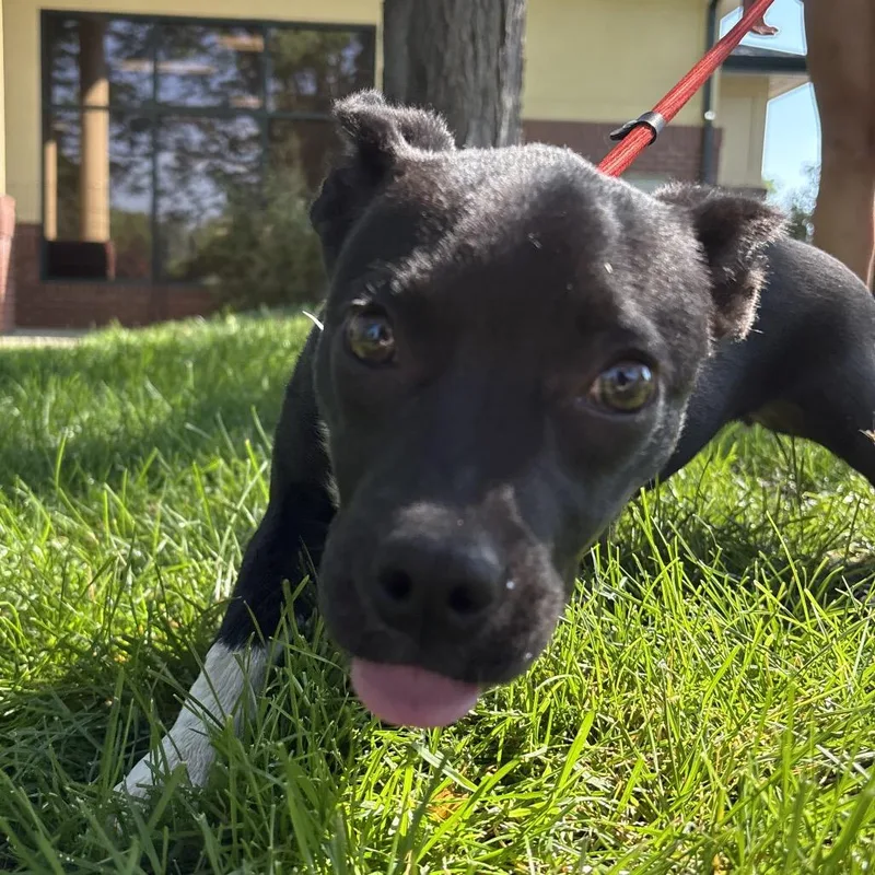 A young small-sized female Black Mixed Breed dog named Guppy for adoption in Fort Collins, CO