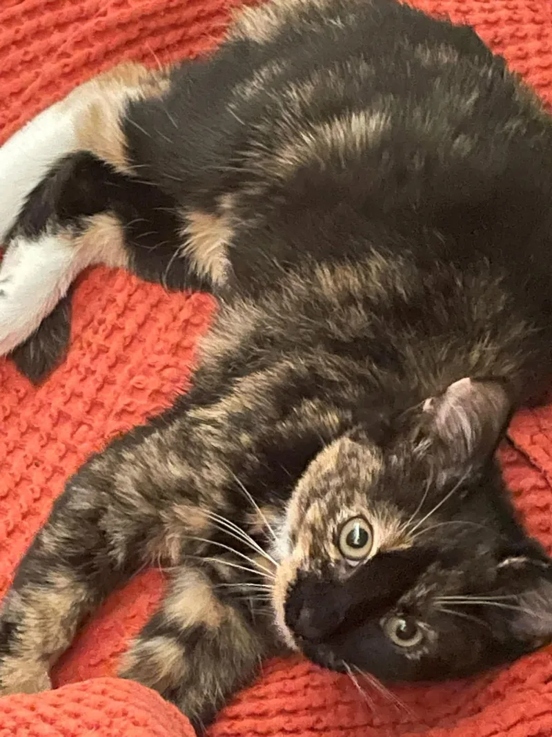 A baby medium-sized female Calico cat named Bean for adoption in Concord, NC