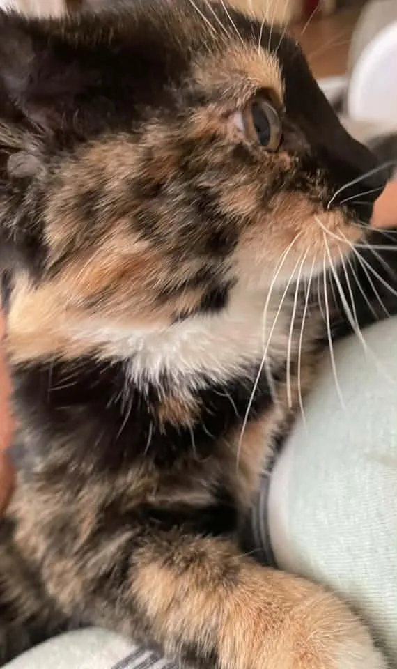 Bean thumbnail 2