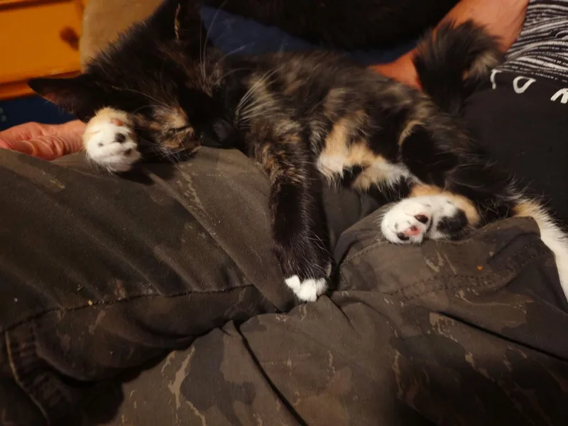 Bean thumbnail 4
