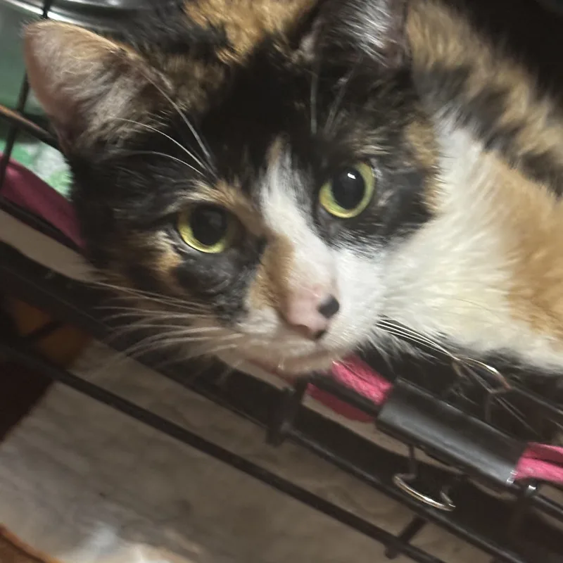 Isabelle thumbnail 2