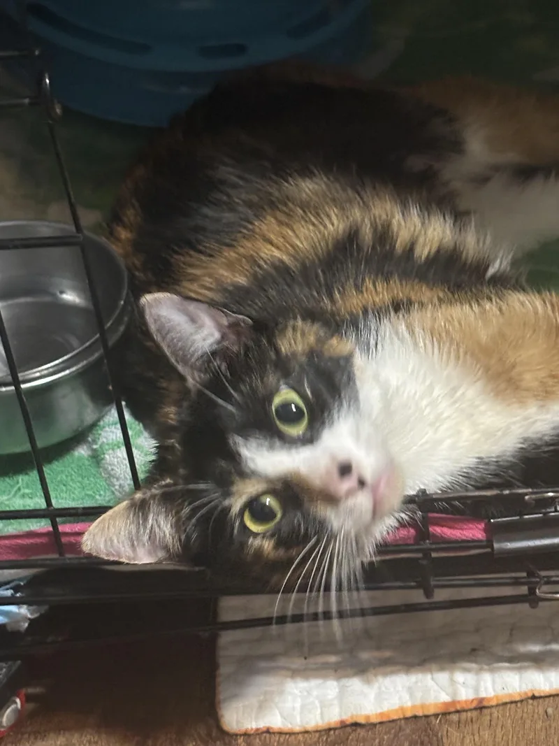 Isabelle thumbnail 3