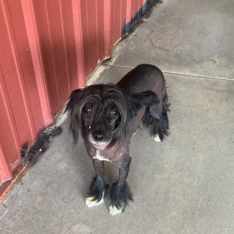 Found Dog