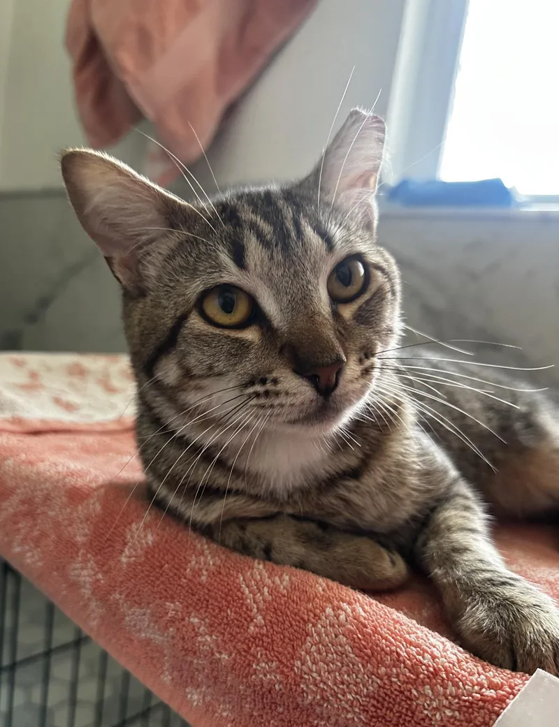 An adult medium-sized male Black Domestic Short Hair cat named Louie Linguini for adoption in Chandler, AZ