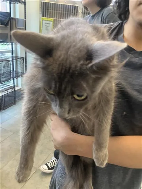 A young small-sized female Domestic Short Hair cat named Wawa for adoption in San Antonio, TX