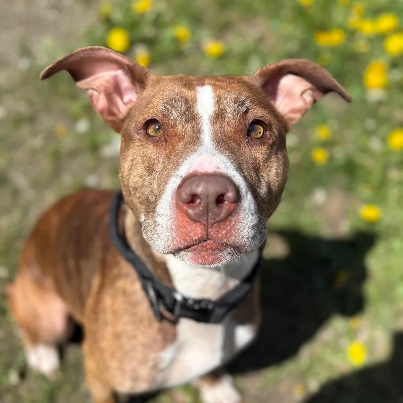 An adult medium-sized female Brown / Chocolate Mixed Breed dog named Phoebe for adoption in Enfield, NH
