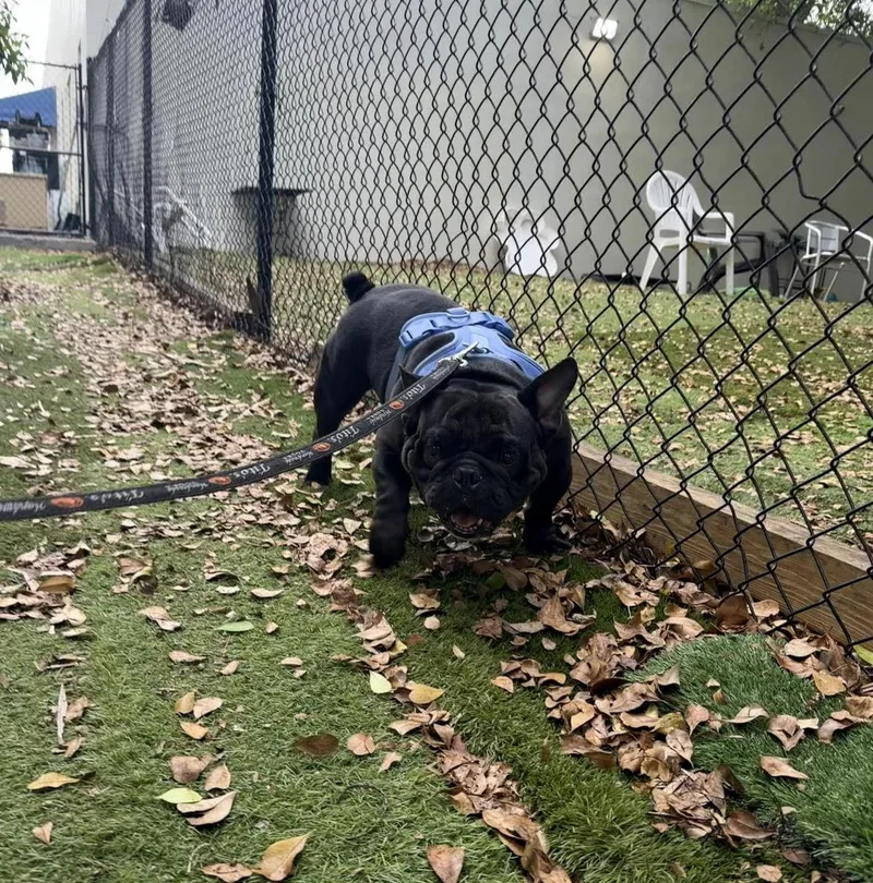 An adult medium-sized male Bulldog dog named Brick for adoption in Lauderhill, FL