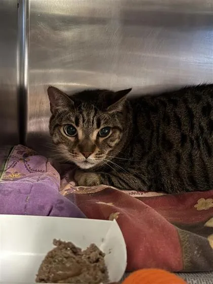 An adult small-sized male Domestic Short Hair cat named Bebe for adoption in Largo, FL