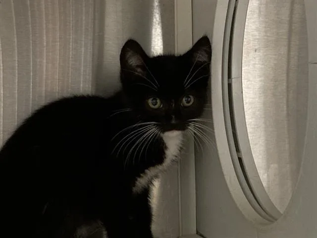 A baby small-sized female Domestic Short Hair cat named Clarissa for adoption in Tustin, CA