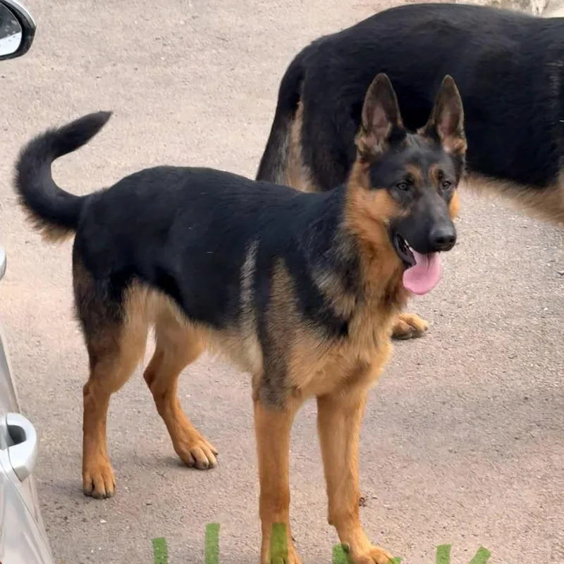 A young large-sized male Black German Shepherd Dog dog named Hank for adoption in New Ringgold, PA