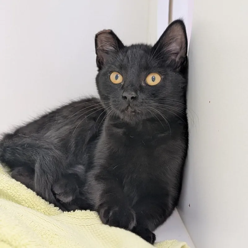 A baby medium-sized female Domestic Short Hair cat named Toucan for adoption in Shoreline, WA