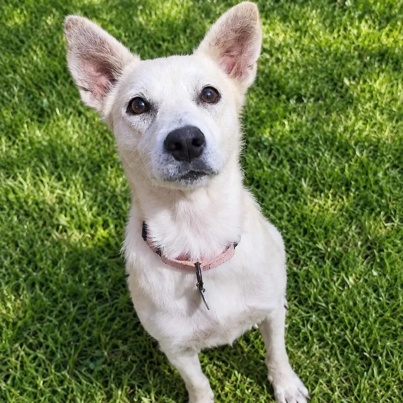 An adult medium-sized female Yellow / Tan / Blond / Fawn Mixed Breed dog named Dolly for adoption in Buffalo, MN