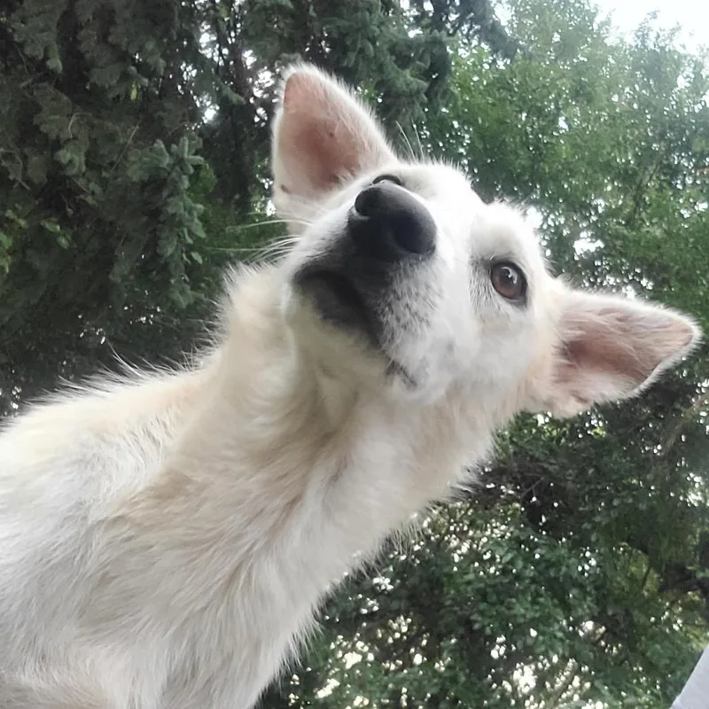 Dolly thumbnail 2