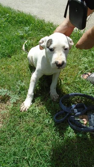A baby medium-sized male Pit Bull Terrier dog named Baby Boy for adoption in Dallas, TX