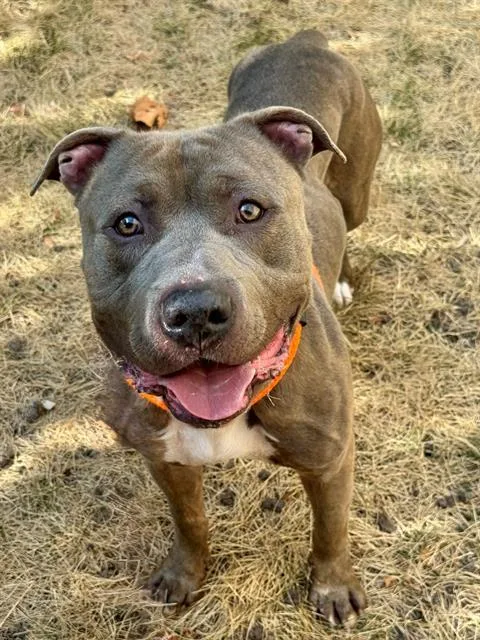 An adult large-sized male Terrier dog named Pupperoni for adoption in Olivette, MO