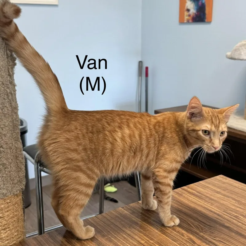 A baby small-sized male Tabby (Orange / Red) Domestic Short Hair cat named Van for adoption in Richmond, VA