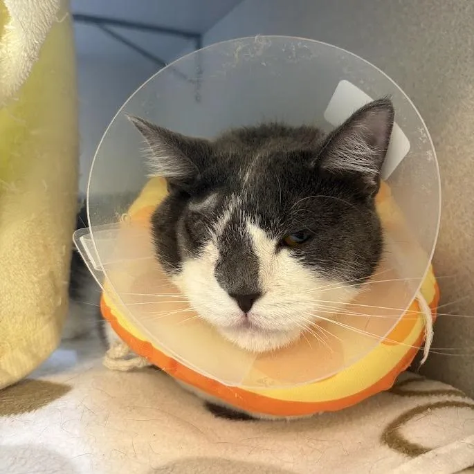 An adult medium-sized female Gray / Blue / Silver Domestic Short Hair cat named Elle Driver for adoption in Pittsburgh, PA