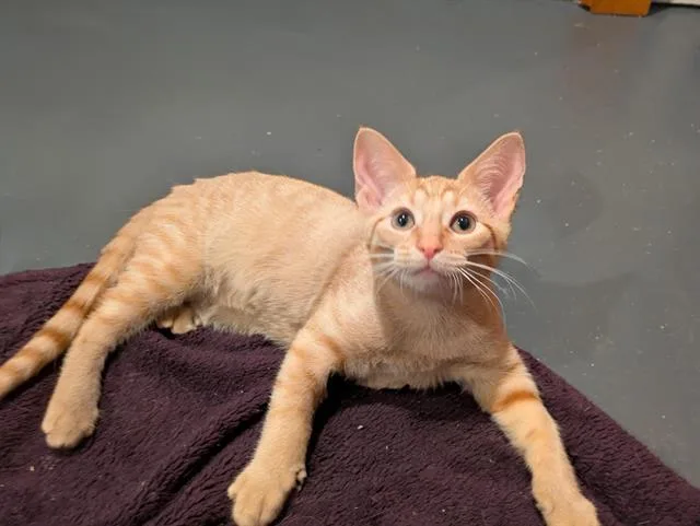 A baby small-sized male Domestic Short Hair cat named Shiitake for adoption in Fort Wayne, IN