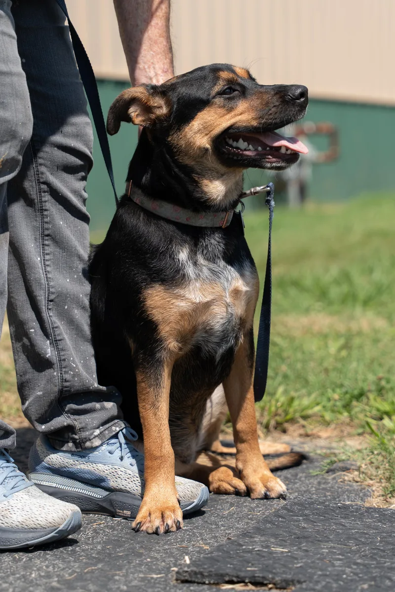 A young medium-sized female Black German Shepherd Dog dog named GiGi for adoption in Owensboro, KY