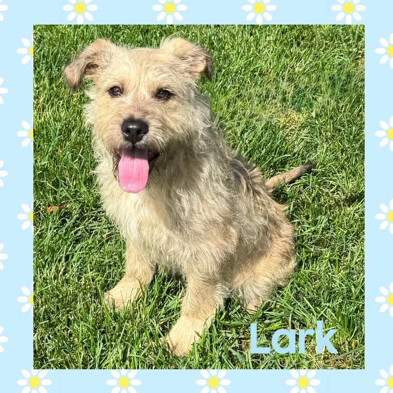 Lark