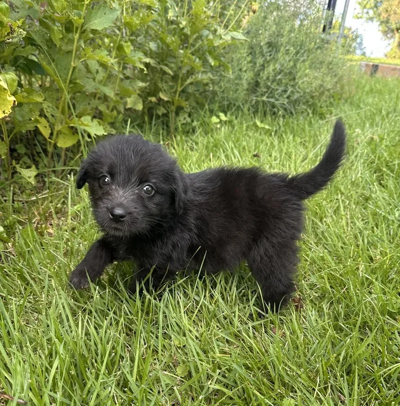 A baby large-sized female Black Hound dog named Sweet Tea for adoption in Irwin, PA