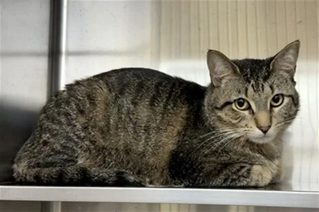 A young medium-sized male Domestic Short Hair cat named Neptune for adoption in Aurora, IL