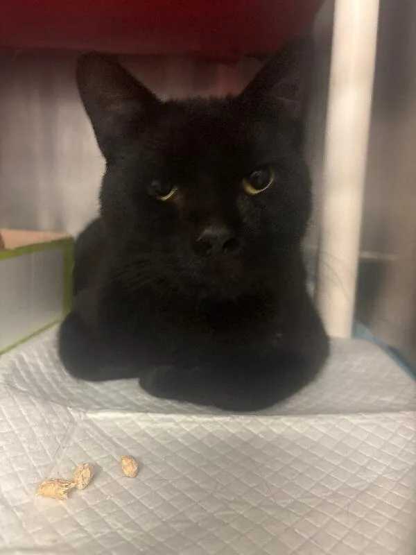 An adult medium-sized male Black Domestic Short Hair cat named Cinder for adoption in Cincinnati, OH