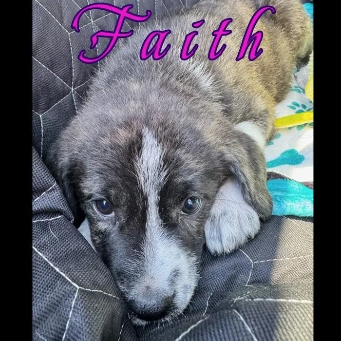 Faith thumbnail 2