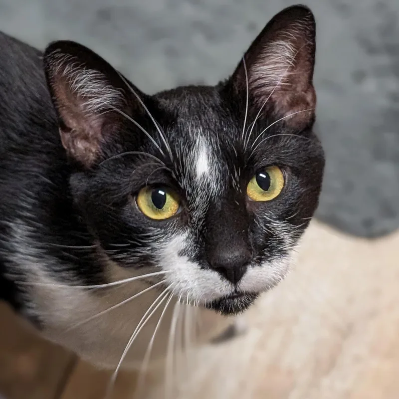 An adult medium-sized male Black & White / Tuxedo Domestic Short Hair cat named Koko for adoption in Jefferson, WI