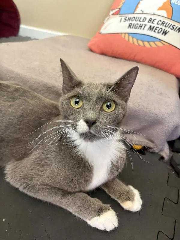 A young medium-sized female Domestic Short Hair cat named Salsa for adoption in Vancouver, WA