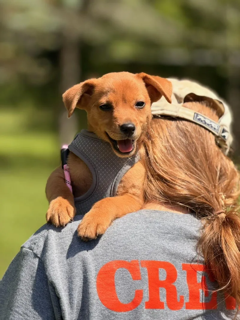 A baby medium-sized female Chihuahua dog named Tula for adoption in Sparta, NJ