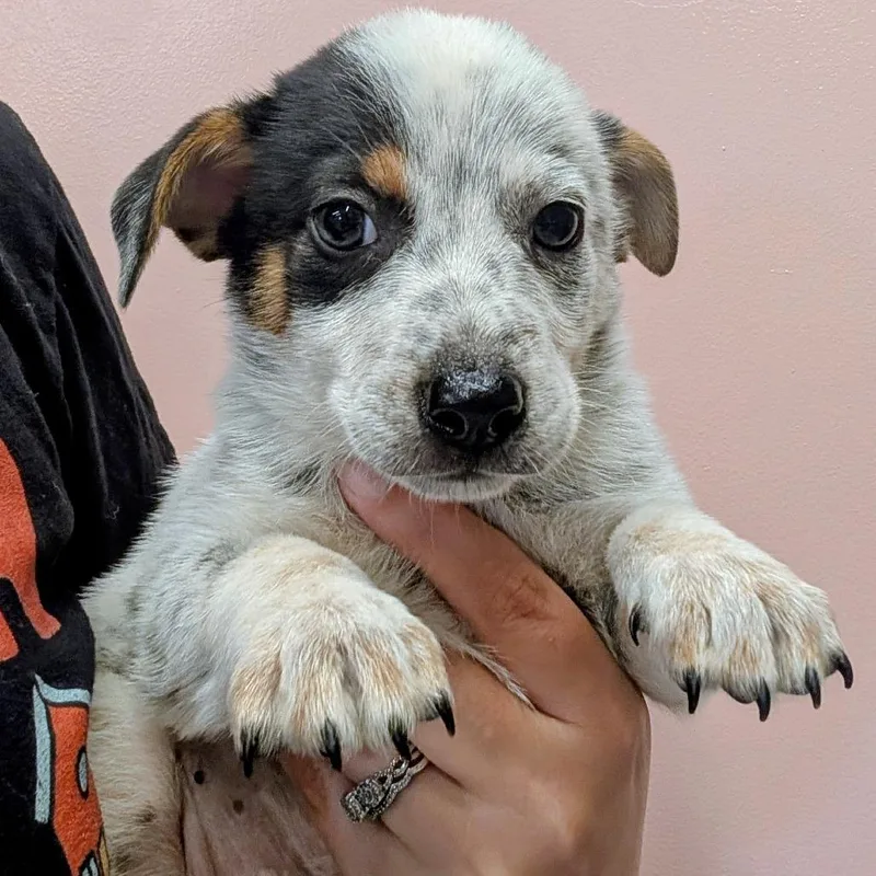 A baby small-sized male Gray / Blue / Silver Cattle Dog dog named Recess for adoption in Huntsville, AR