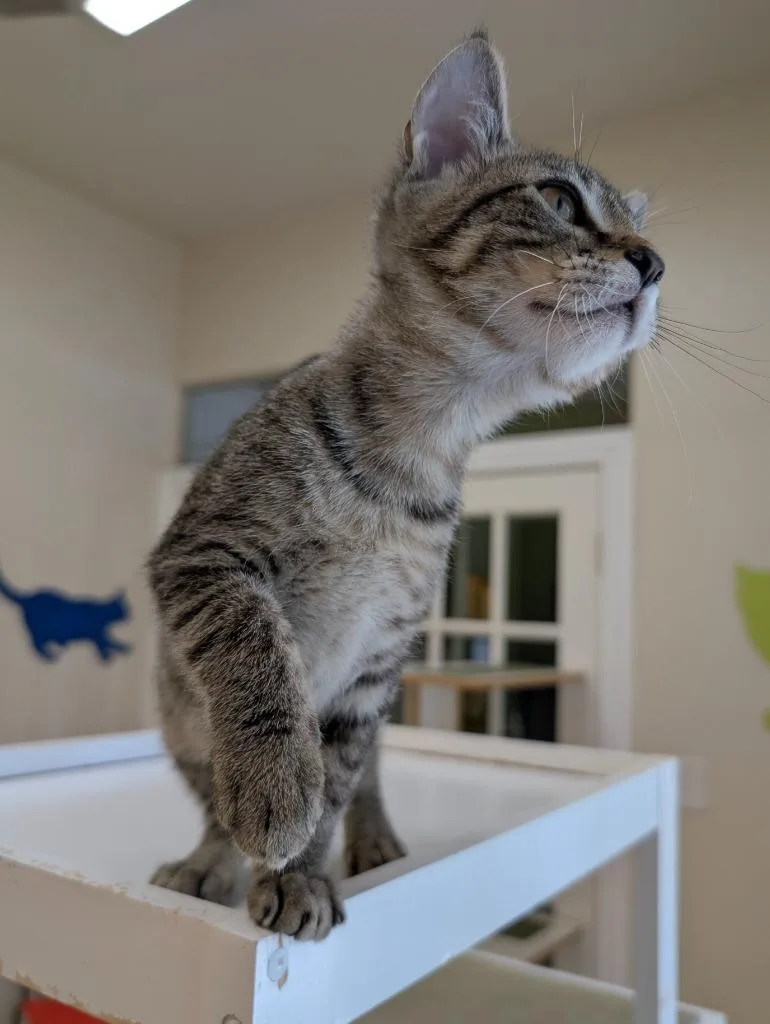 A baby small-sized male Domestic Short Hair cat named Mercury for adoption in Magnolia, TX