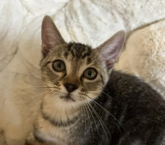Mercury thumbnail 3