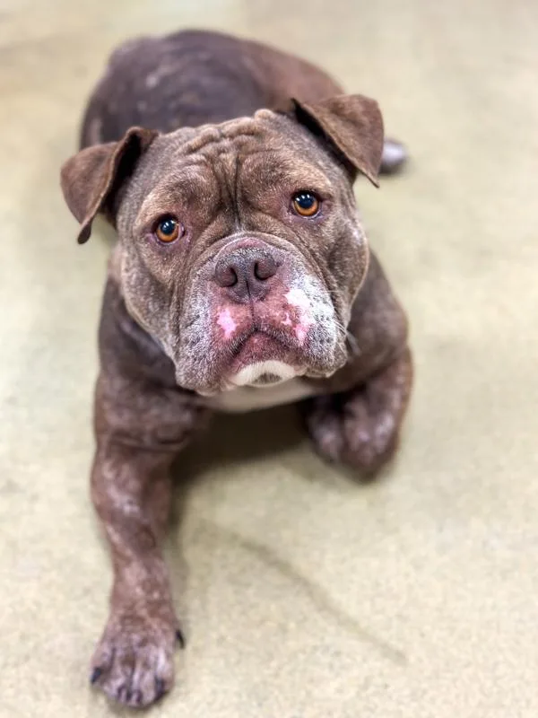 An adult medium-sized female English Bulldog dog named Hennessey for adoption in Napa, CA