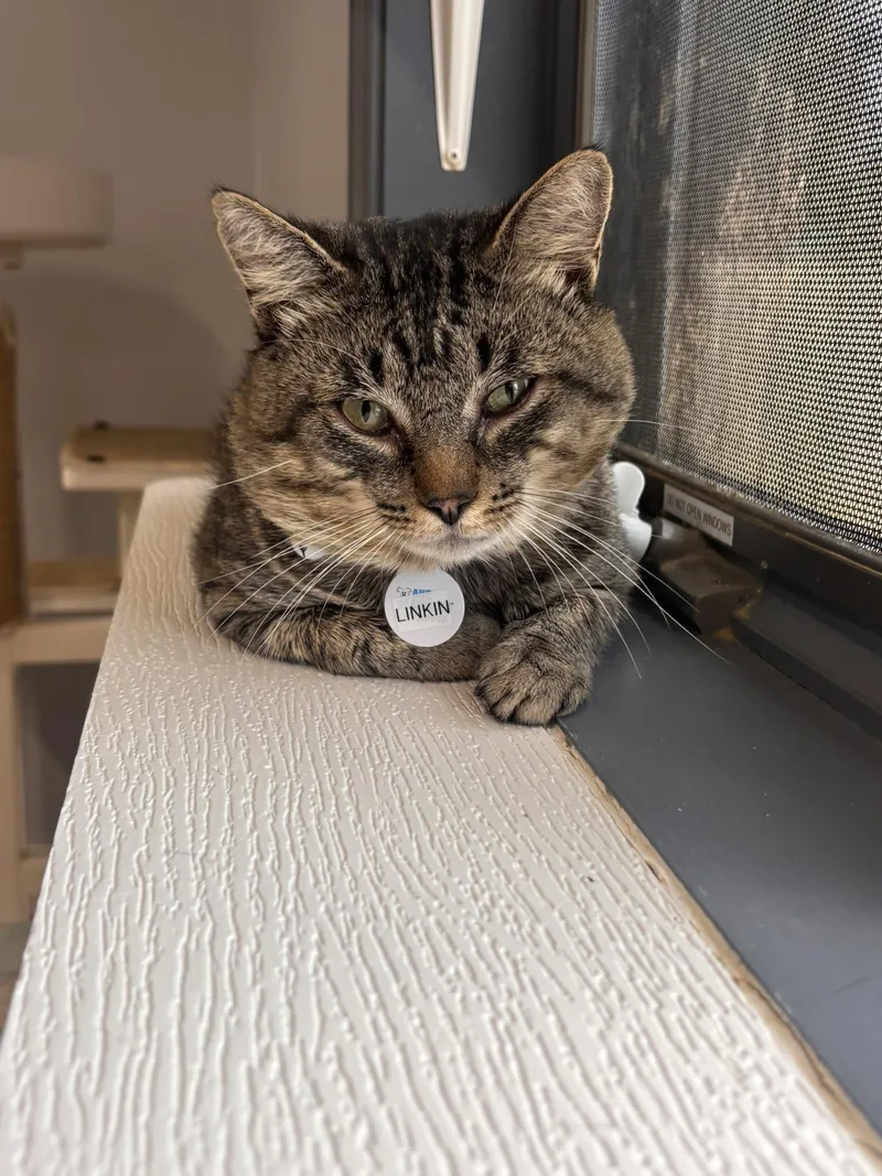 An adult medium-sized male Domestic Short Hair cat named Linkin for adoption in Grand Rapids, MI
