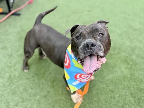 A senior medium-sized male Mixed Breed dog named Zeus for adoption in Ridgewood, NY