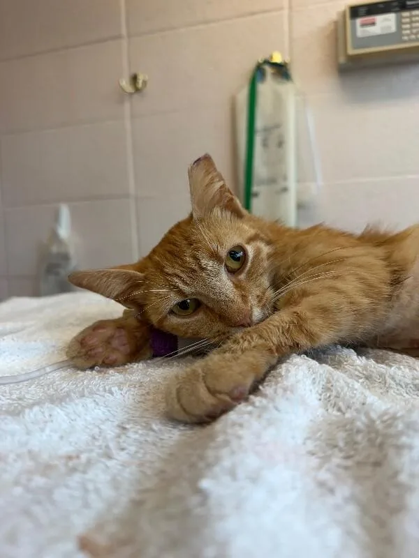 An adult medium-sized female Orange / Red Domestic Short Hair cat named Dumpling for adoption in Cincinnati, OH